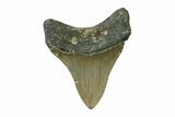 Serrated, Fossil Megalodon Tooth - North Carolina #338479-1